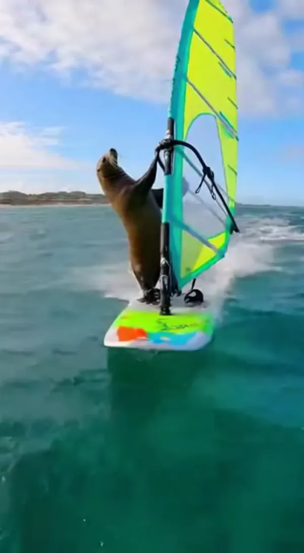 Cute Anthropomorphic Animal Sports for Family Short Animations AI Video Generator 