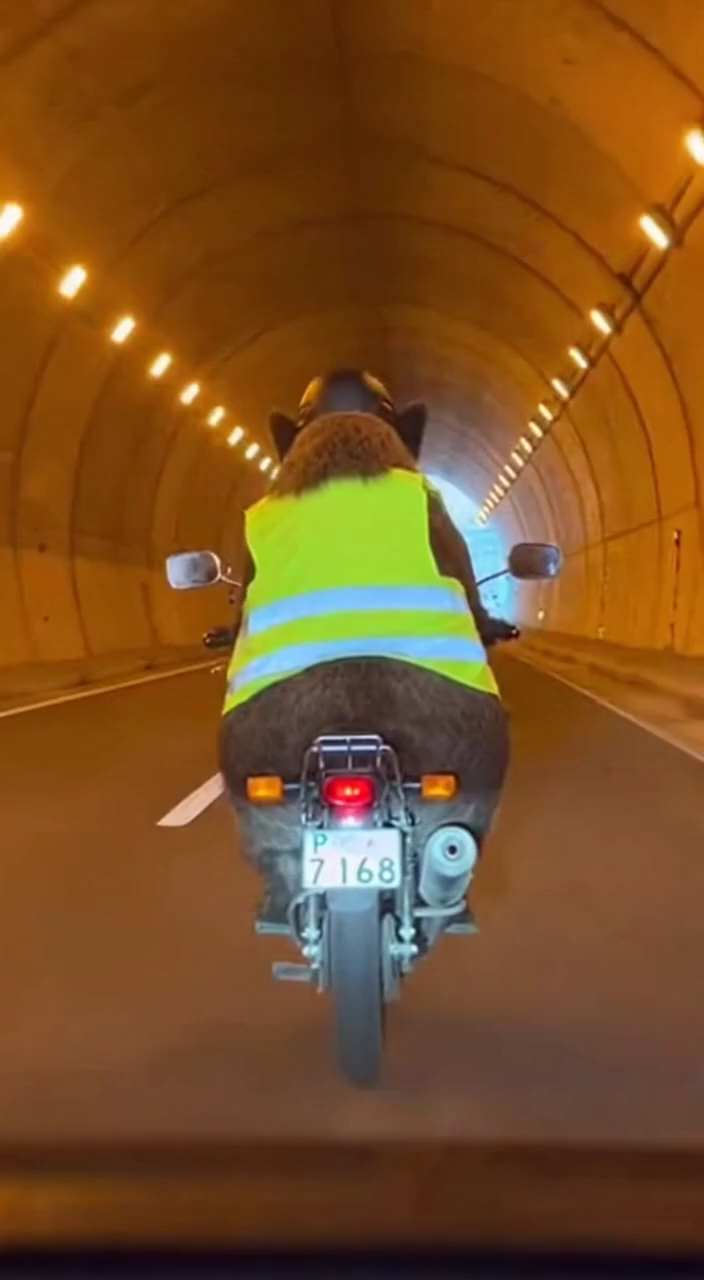 Encountering An Animal Riding A Motorcycle AI Generator