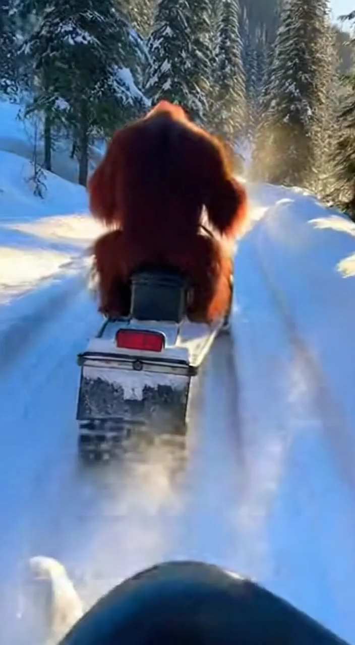 Encountering An Animal Riding A Motorcycle AI Generator