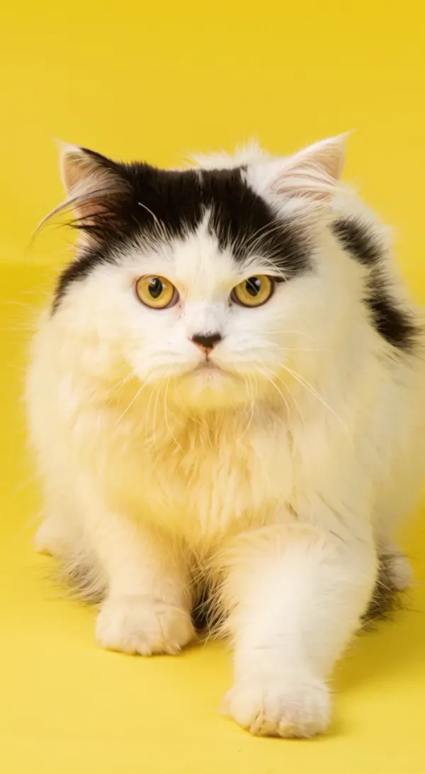 Fun Mystery Who Stole My Pet for Short Story Videos & Animations AI Video Generator