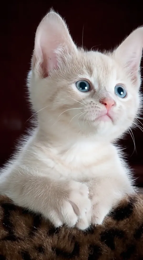 Fun Mystery Who Stole My Pet for Short Story Videos & Animations AI Video Generator