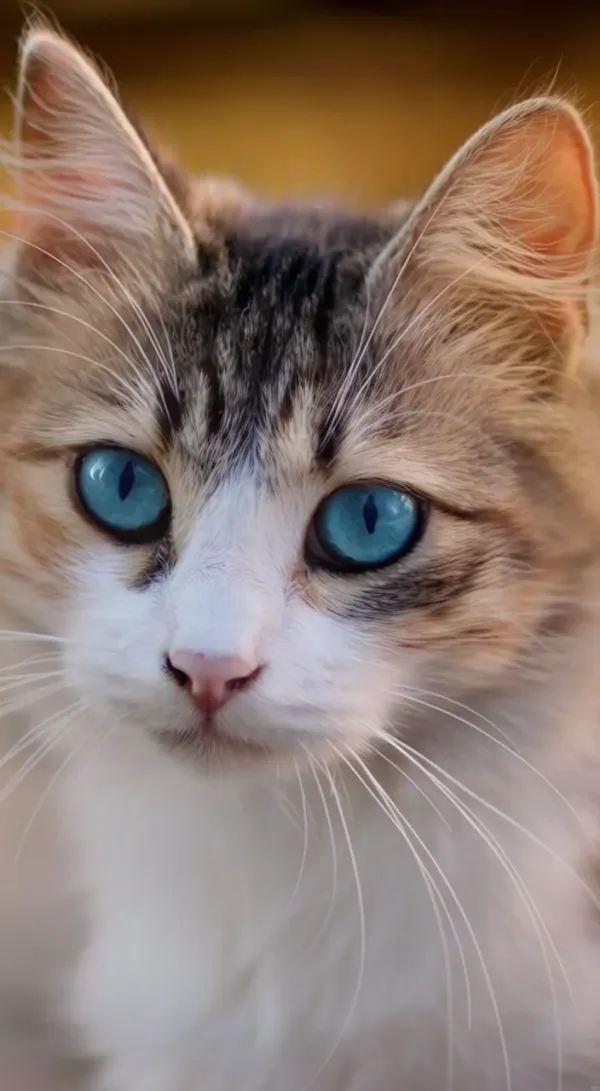 Cute Christmas Costumed Animals for Holiday Short Video Clips  AI Video Generator