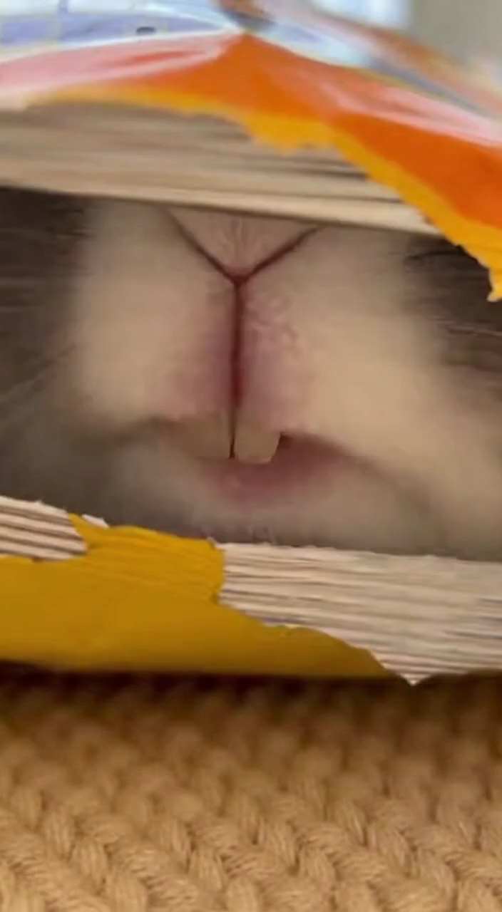 Cute Adorable Pets Peeking Out of Potato Chip Bag AI Video Generator