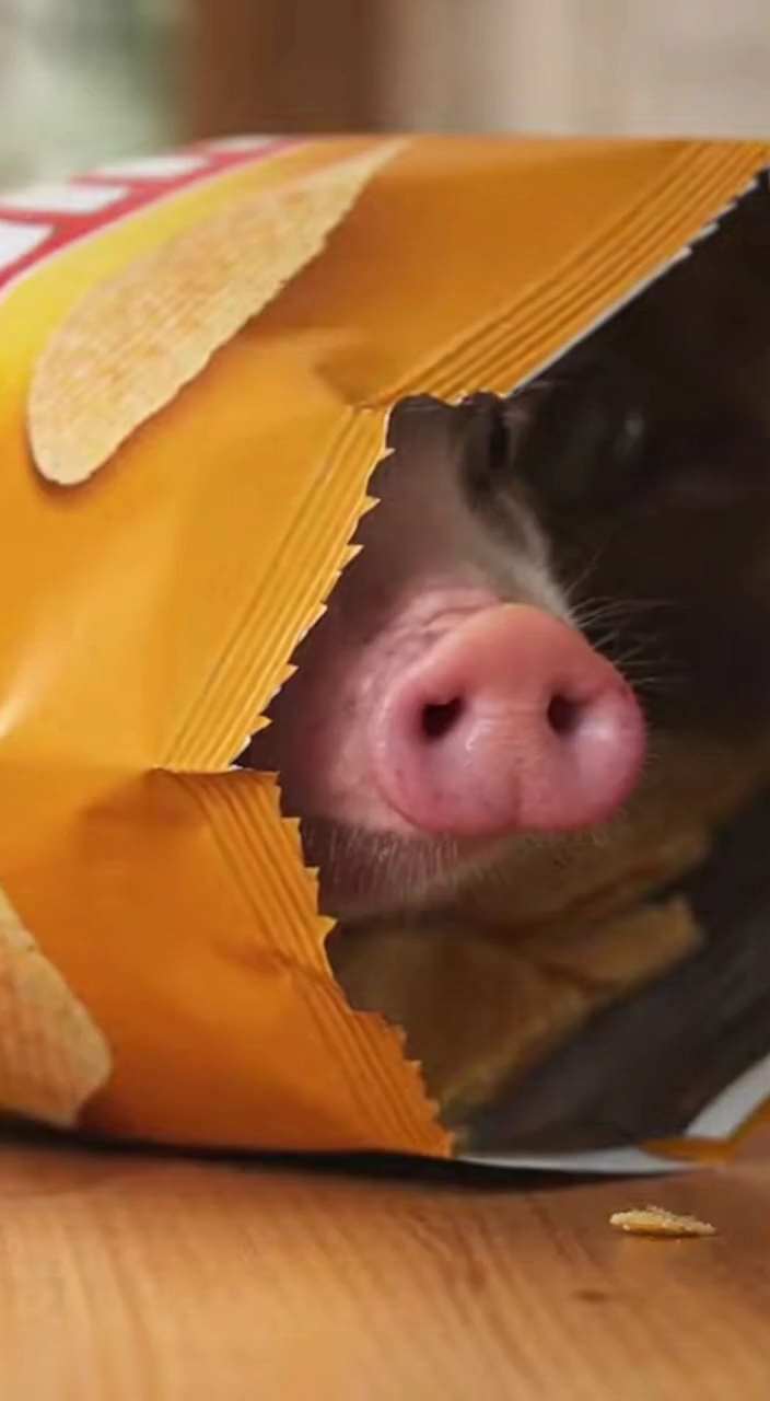 Cute Adorable Pets Peeking Out of Potato Chip Bag AI Video Generator