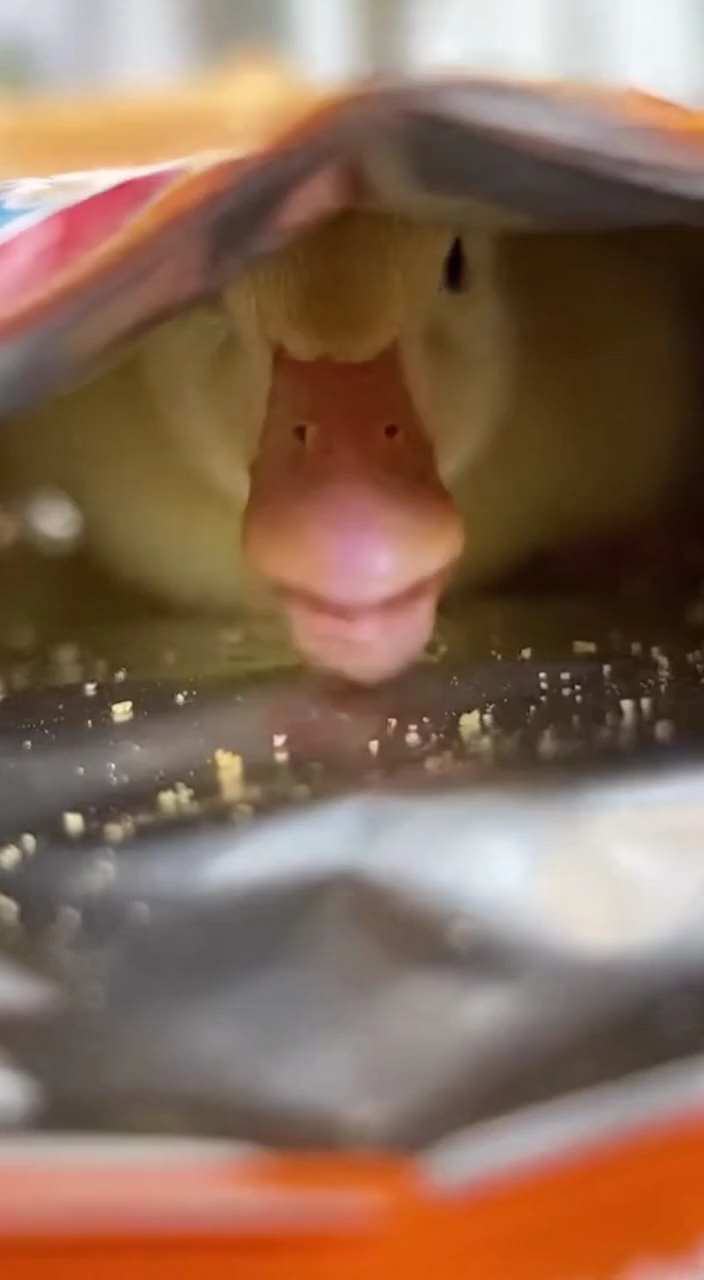 Cute Adorable Pets Peeking Out of Potato Chip Bag AI Video Generator