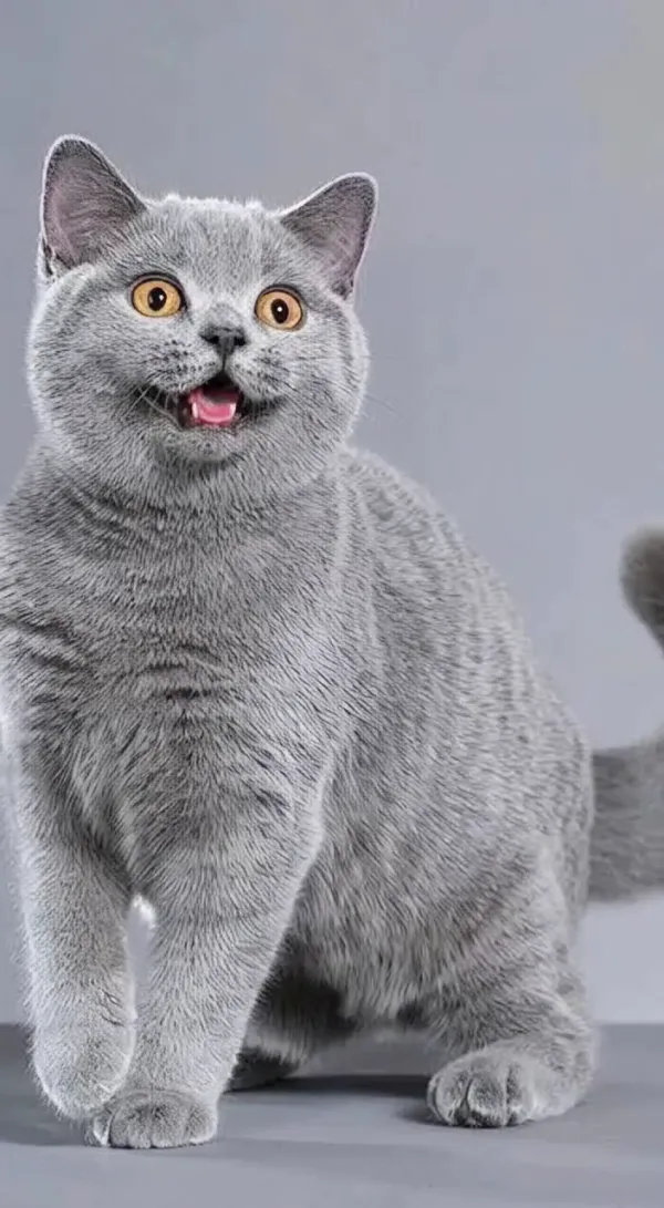 Adorable & Funny The Cat Chef Cooking Skit AI Video Generator