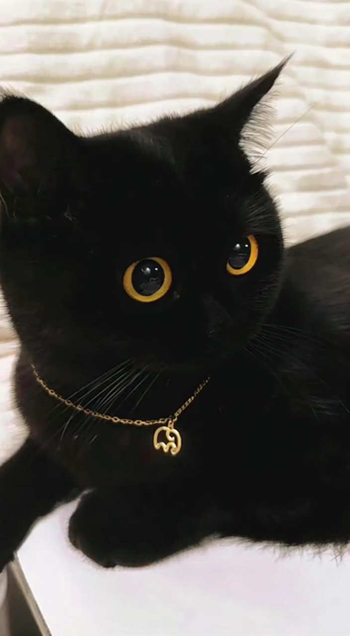 The Cat Chef AI Video Generator