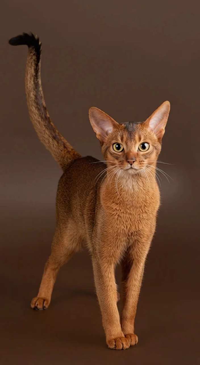 The Cat Chef AI Video Generator