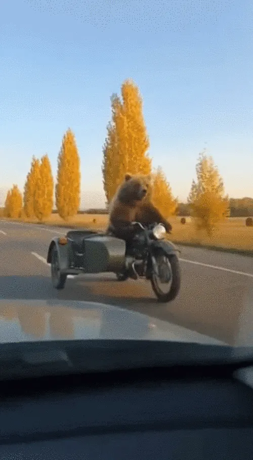 Encountering an animal riding a motorcycle